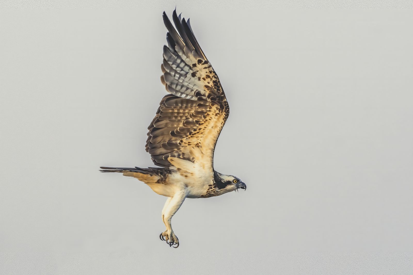 osprey (2)
